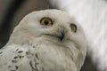 Owl in a Russian zoo.